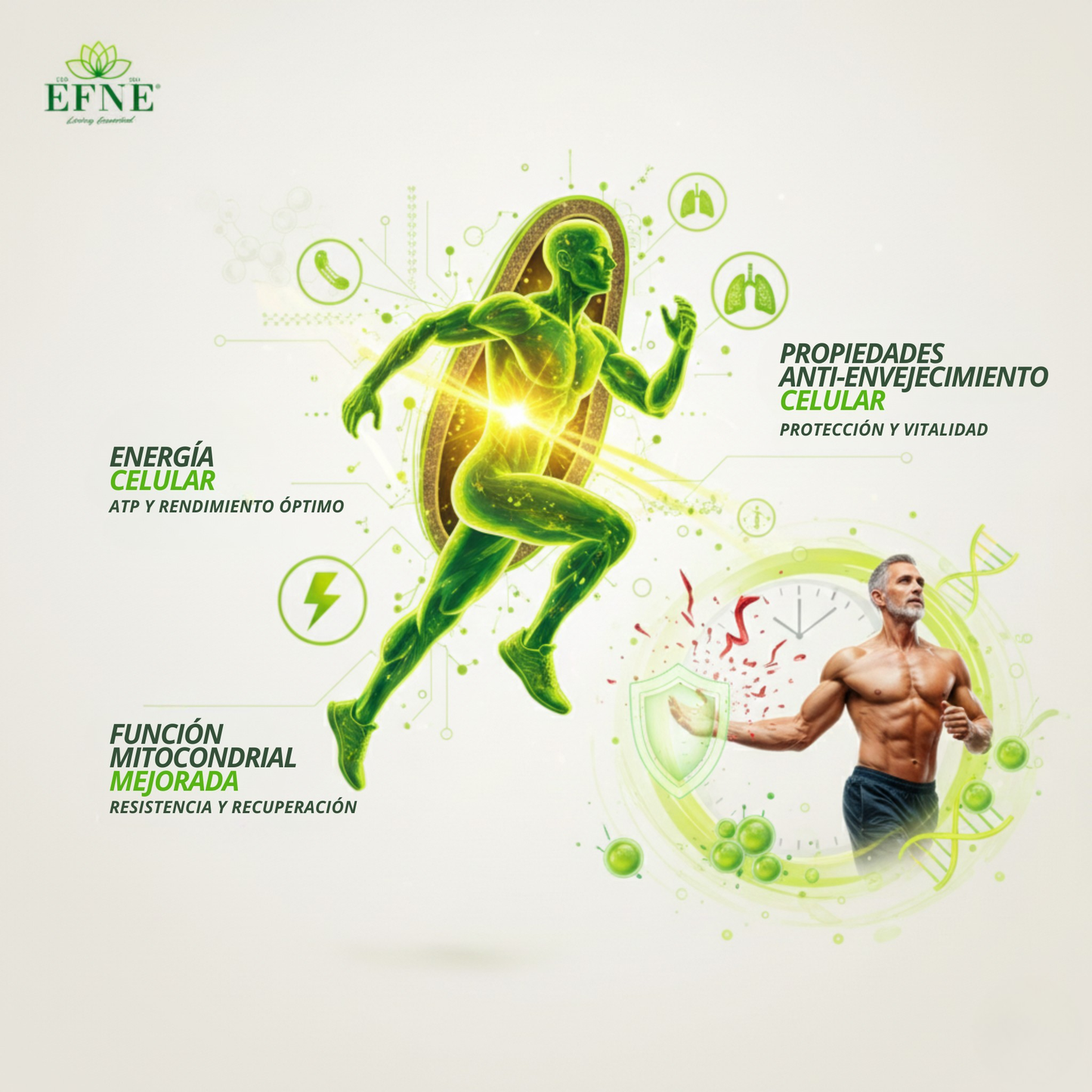 EFNE NAD con Trans-Resveratrol: El Activador de Longevidad para Quienes Viven al Máximo después de los 40