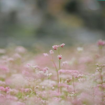 Sérum Aceite Facial ECO Iluminador GLOW ELIXIR