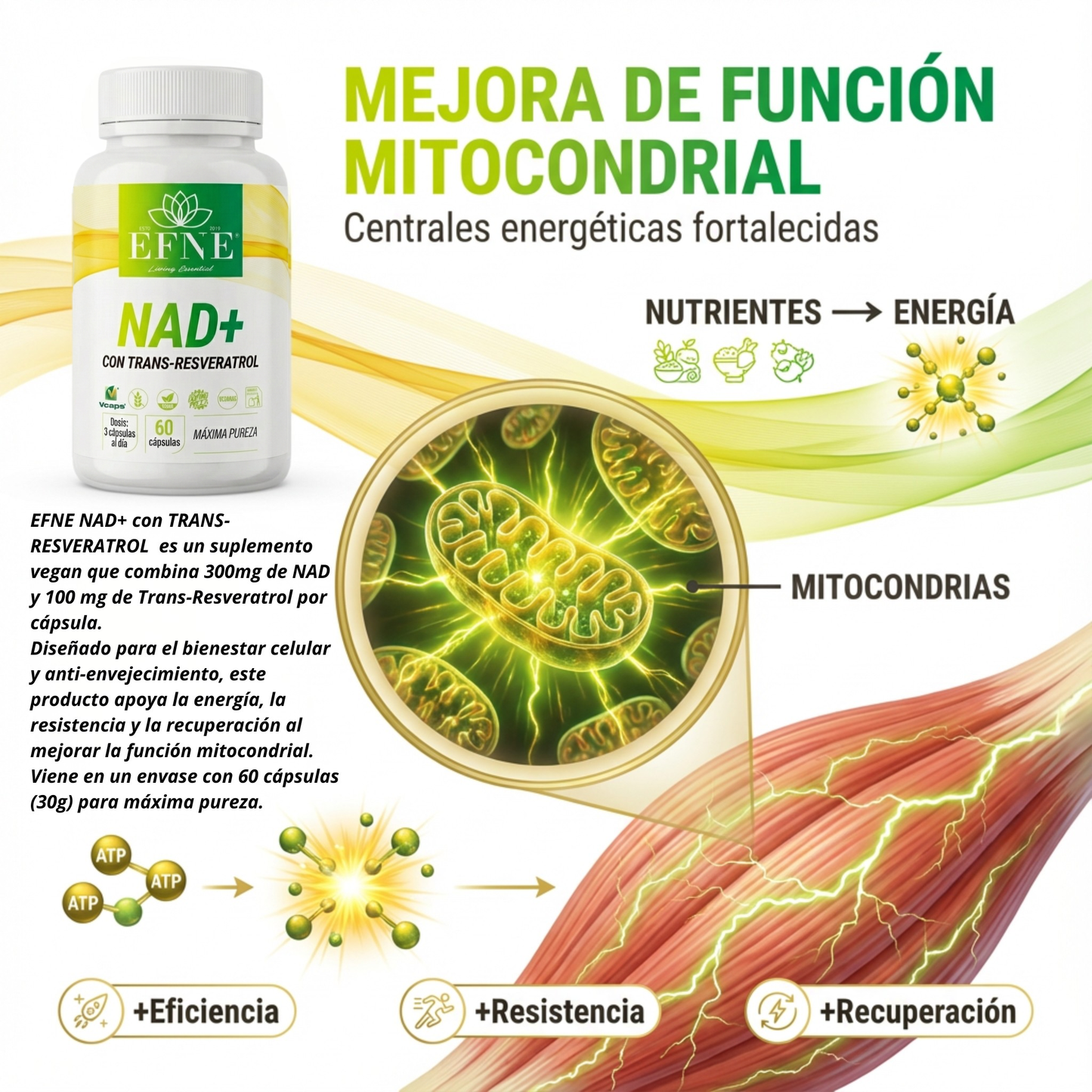 EFNE NAD con Trans-Resveratrol: El Activador de Longevidad para Quienes Viven al Máximo después de los 40