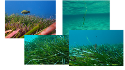 Agua de Mar EFNE – Ibiza y Formentera | Remineralización Natural